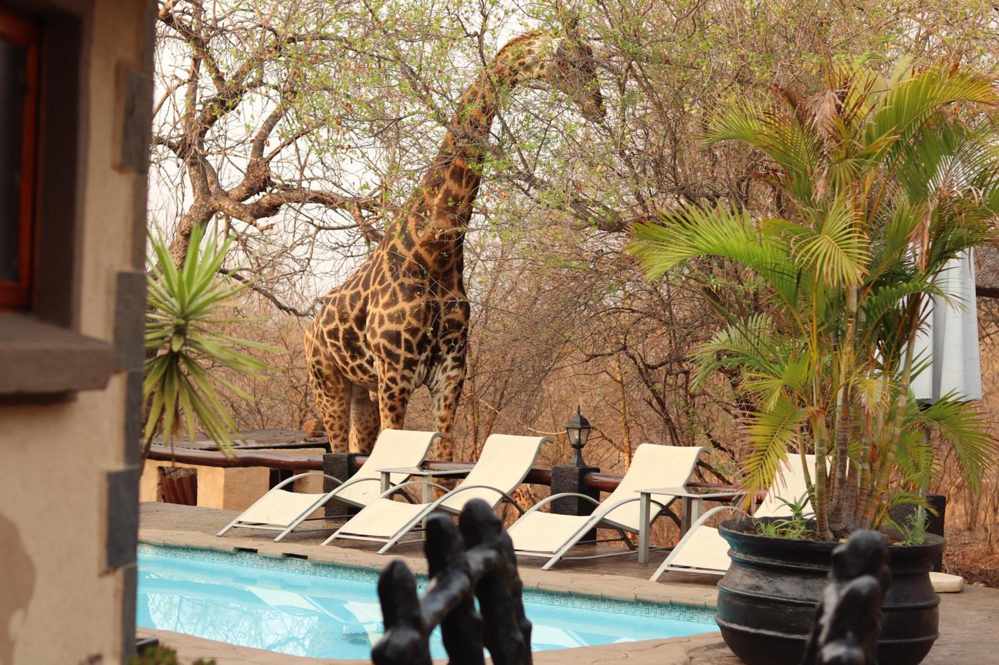 African Rock Lodge Hoedspruit Exterior foto